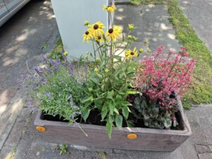 Hooksiel blüht auf! Die Pflanzkästen-Initiative