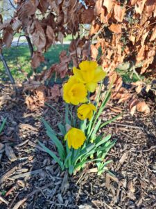Rückblick: Voller Einsatz im Garten der Generationen – Der Frühling kann kommen