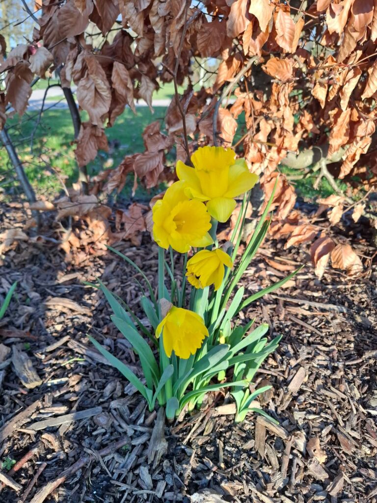 Rückblick: Voller Einsatz im Garten der Generationen – Der Frühling kann kommen